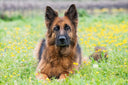 German  Shepherd
