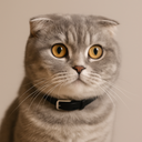 Scottish Fold Cat
