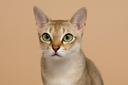 Singapura Cat
