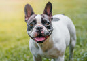 French  Bulldog