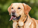 Labrador  Retriever