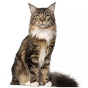 Maine  Coon Cat